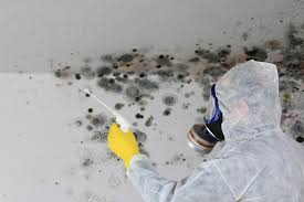 Mold Documentation for Insurance Claims in San Francisco, CA